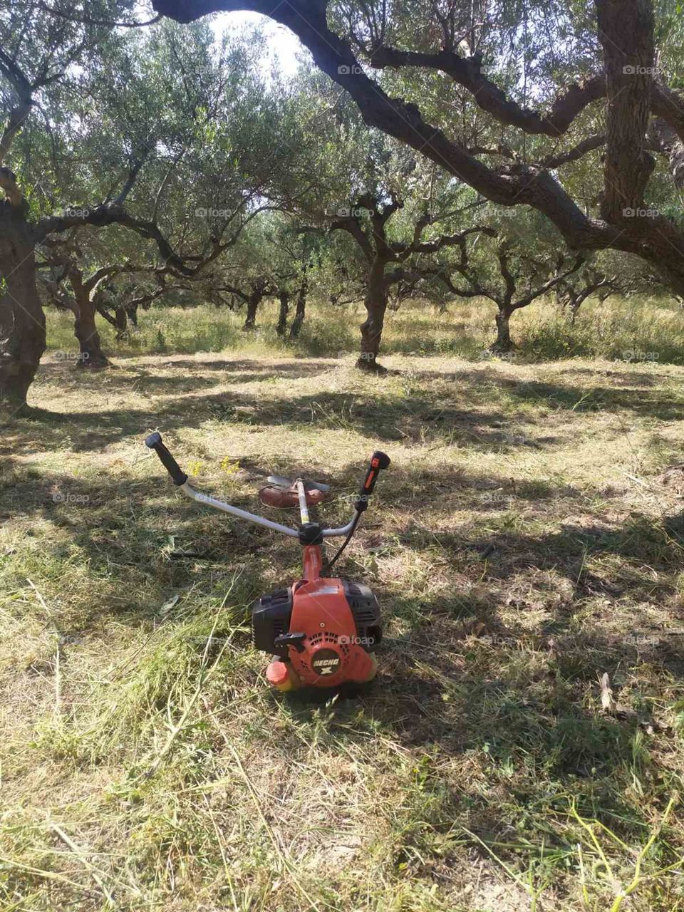 soil revitalization in a field with olive trees