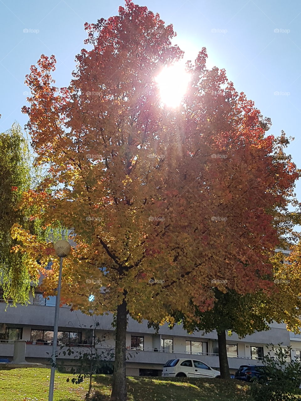 Trees in autumn 