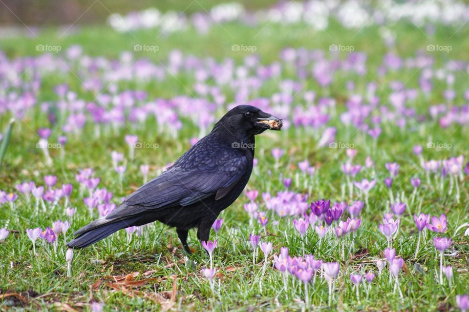 Crow with food or nesting material in its beak standing in a spring park full of purple crocuses.