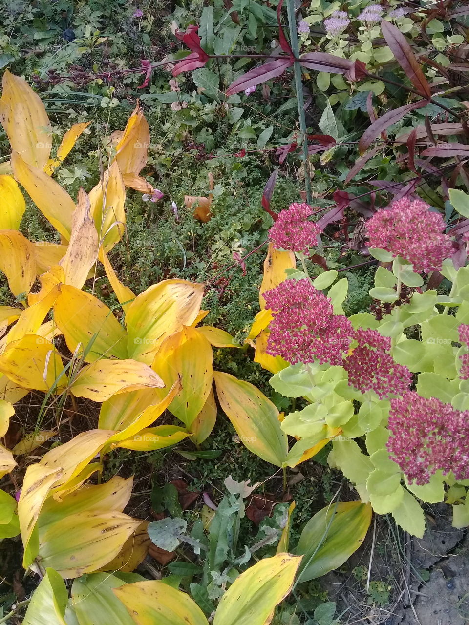Autumn 's colours