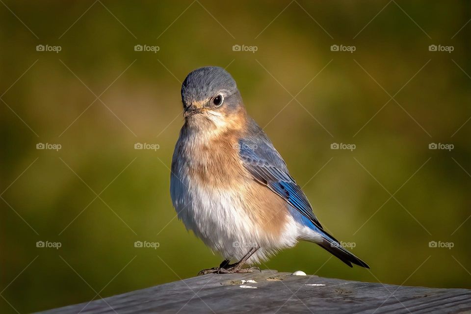A young bluebird learning its way as spring arrives. 