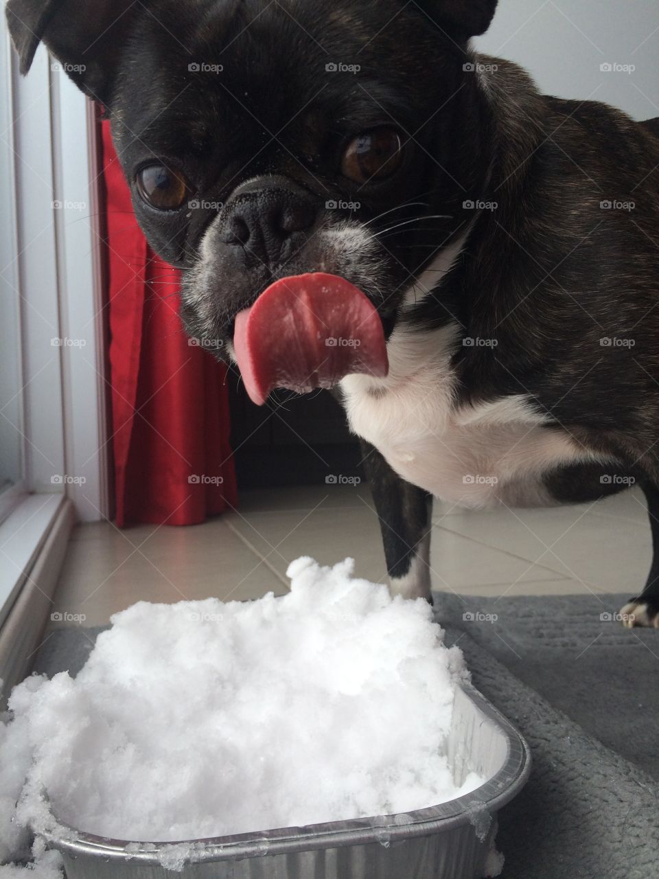 Funny Pug who loves to est snow? 