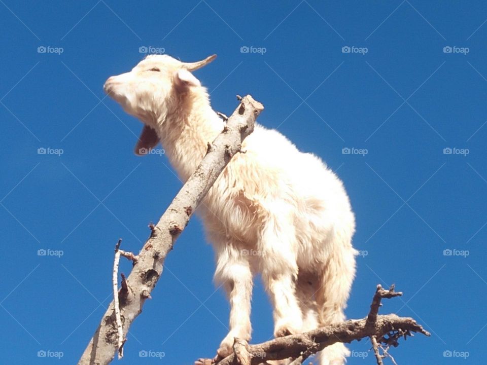 a goat on argania spinosa tree