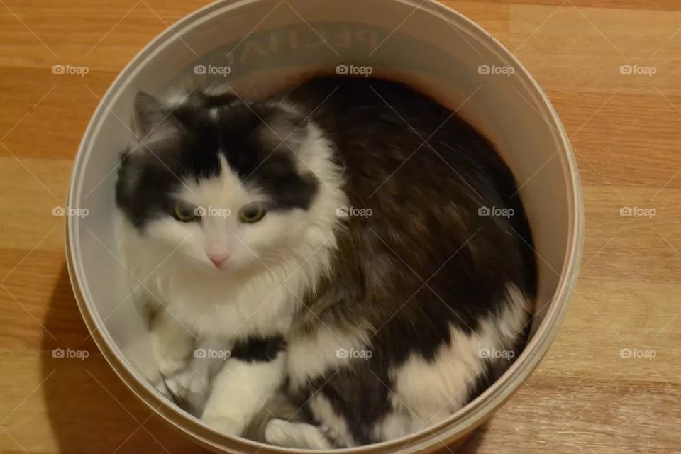 cat