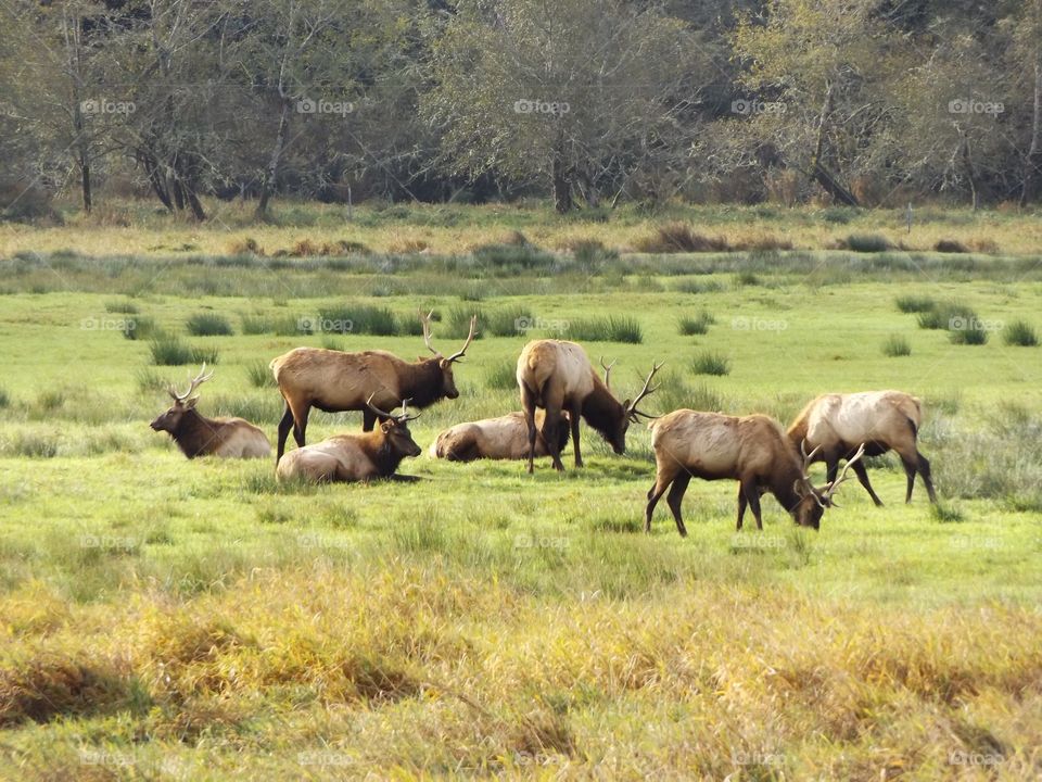 Elk