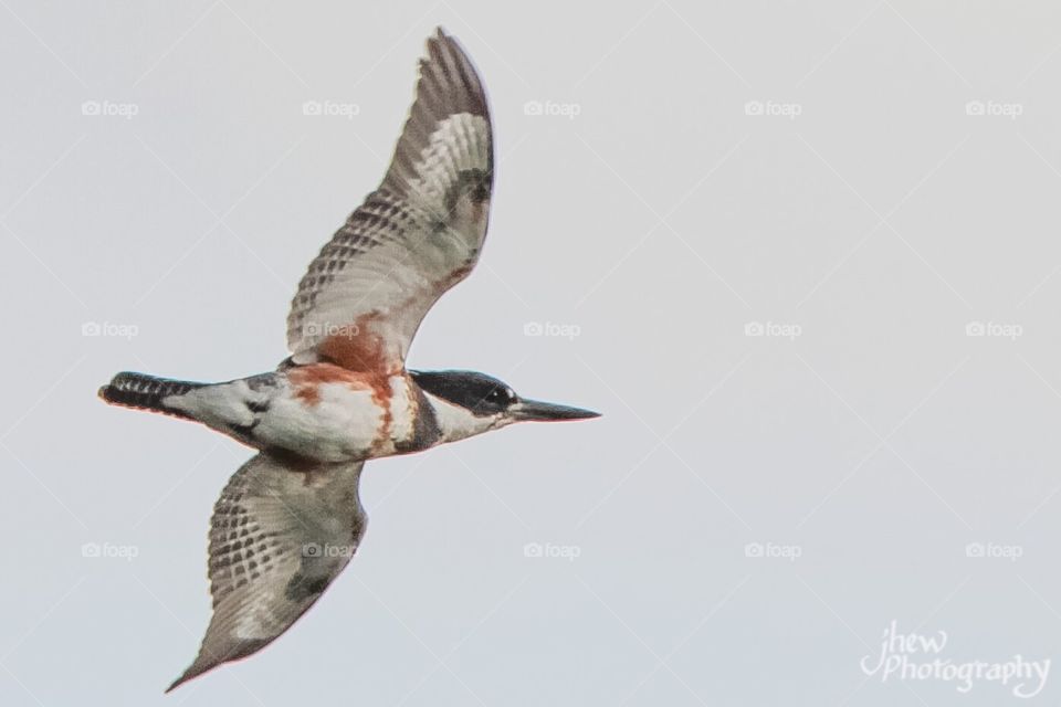 Female Kingfisher