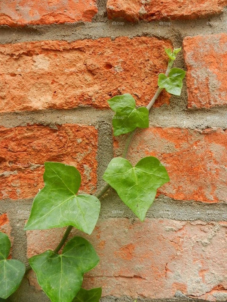 Wall