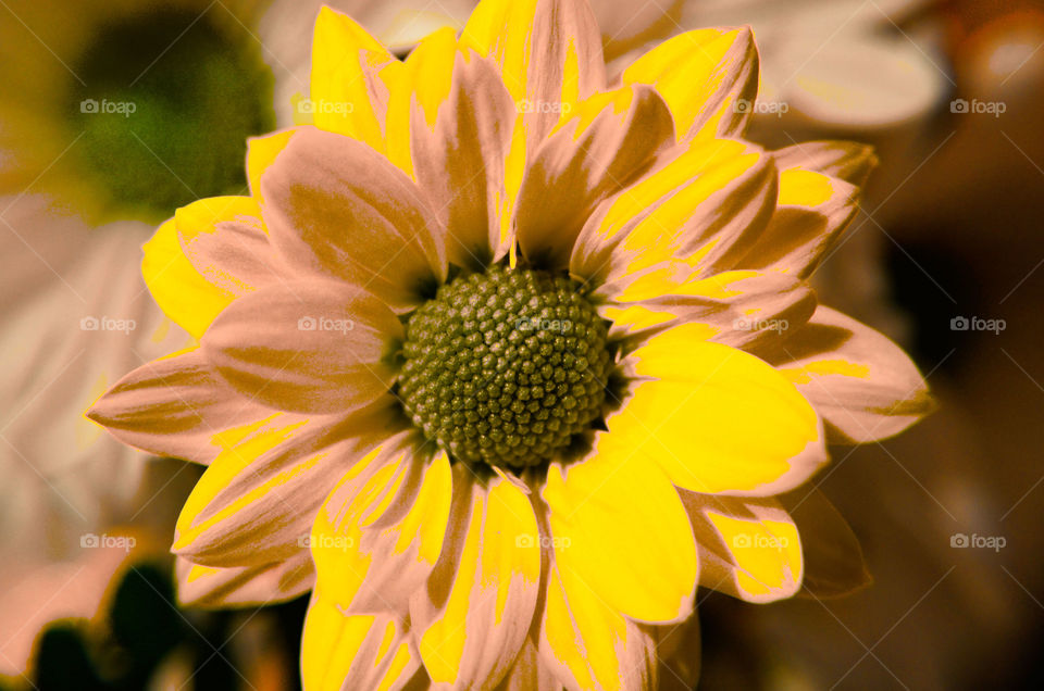 Take the Nostalgic Way Home ( Series )