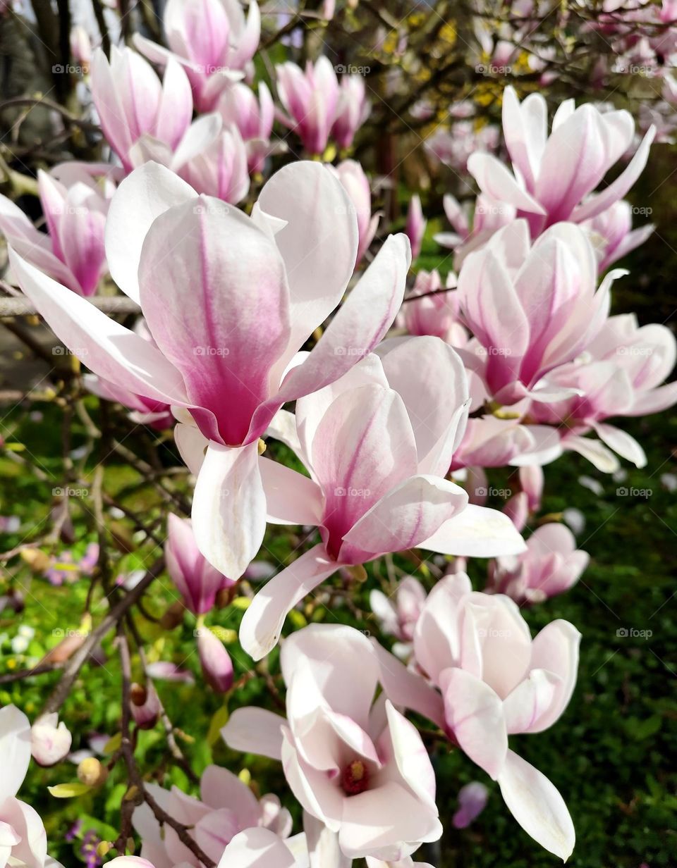 Magnolia