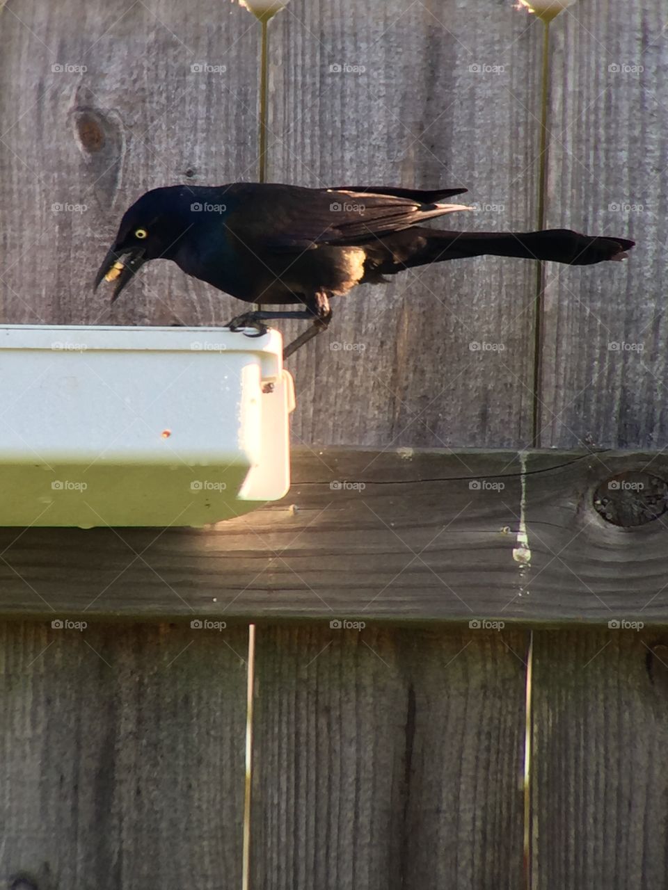 Great tail grackle