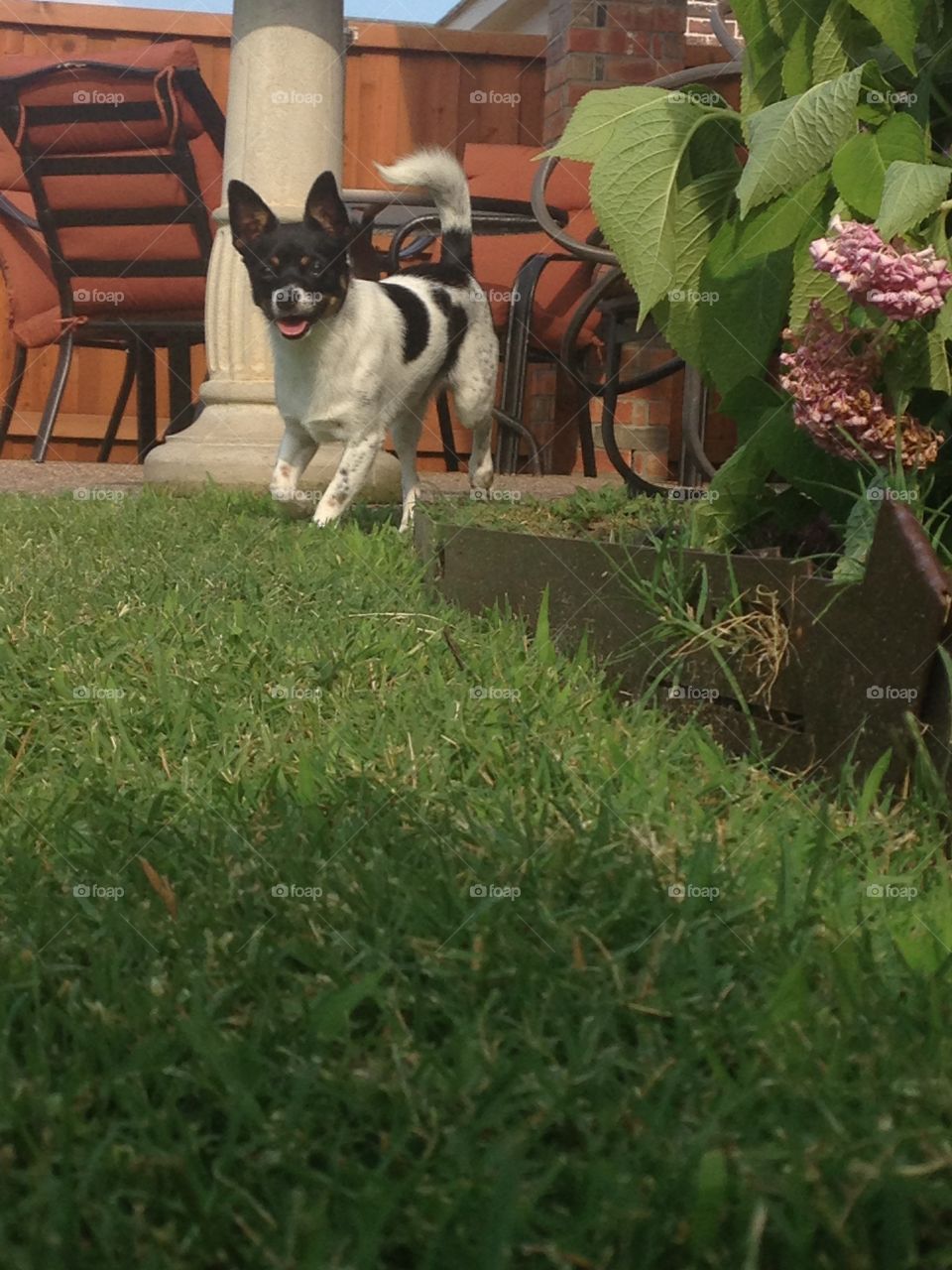 I'm coming!. Rat terrier coming to owner when called