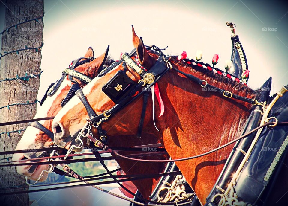 Clydesdale horses
