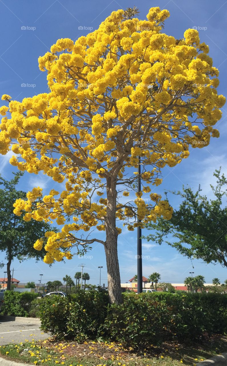 Yellow tree. Tabebuia tree with yellow flowers 
