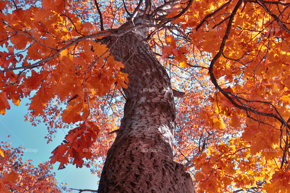 Low angle view of maple tree