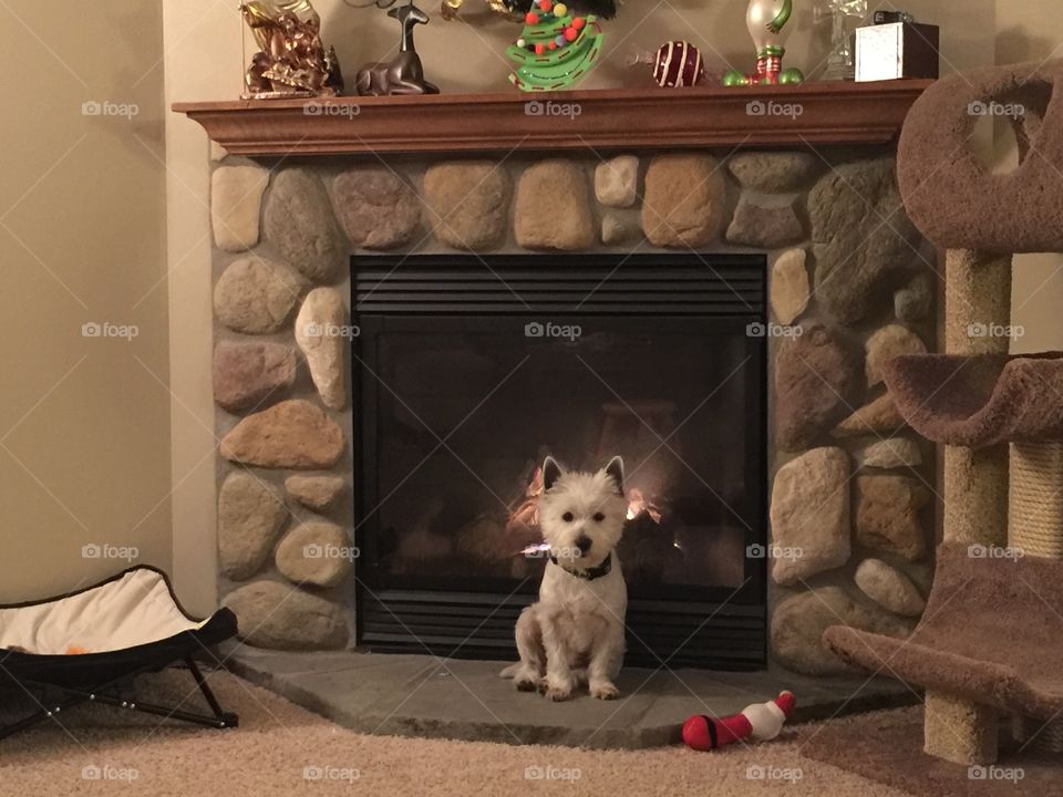 Our Westie warming himself by the fire. 