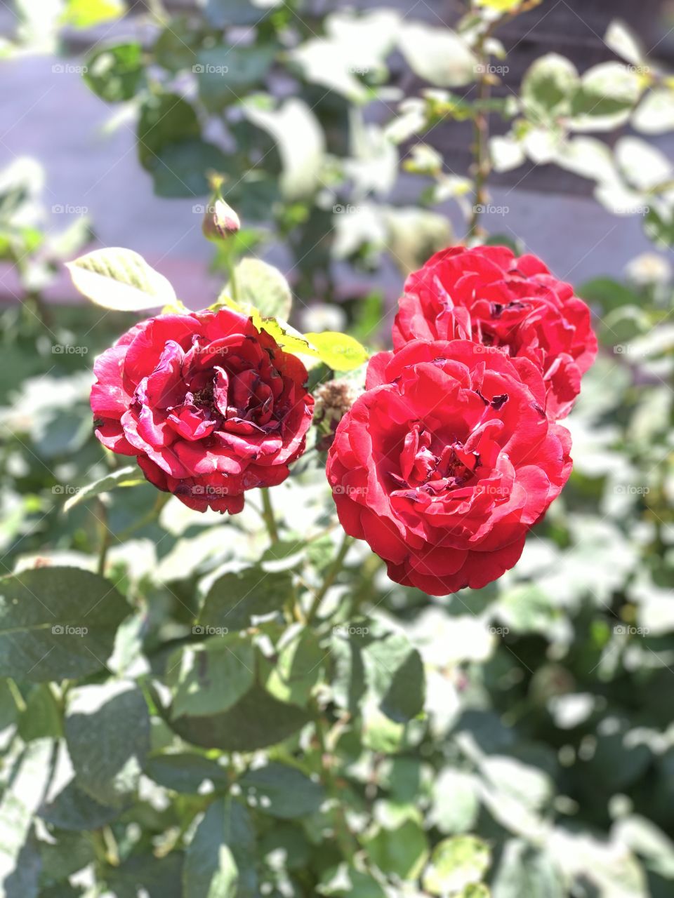 Rosas Mexicanas. 