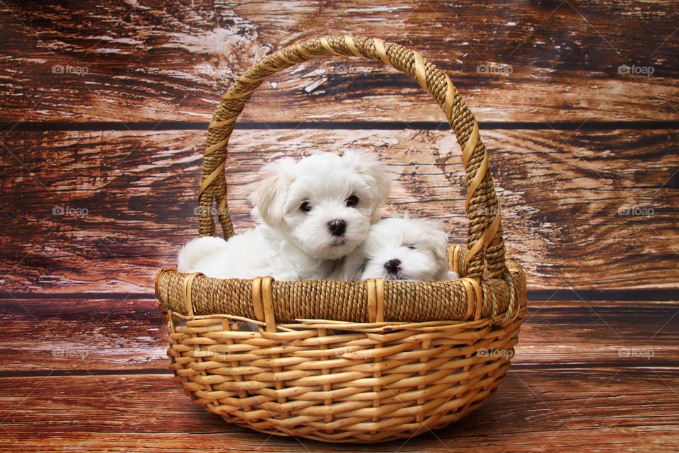 View of puppies in basket