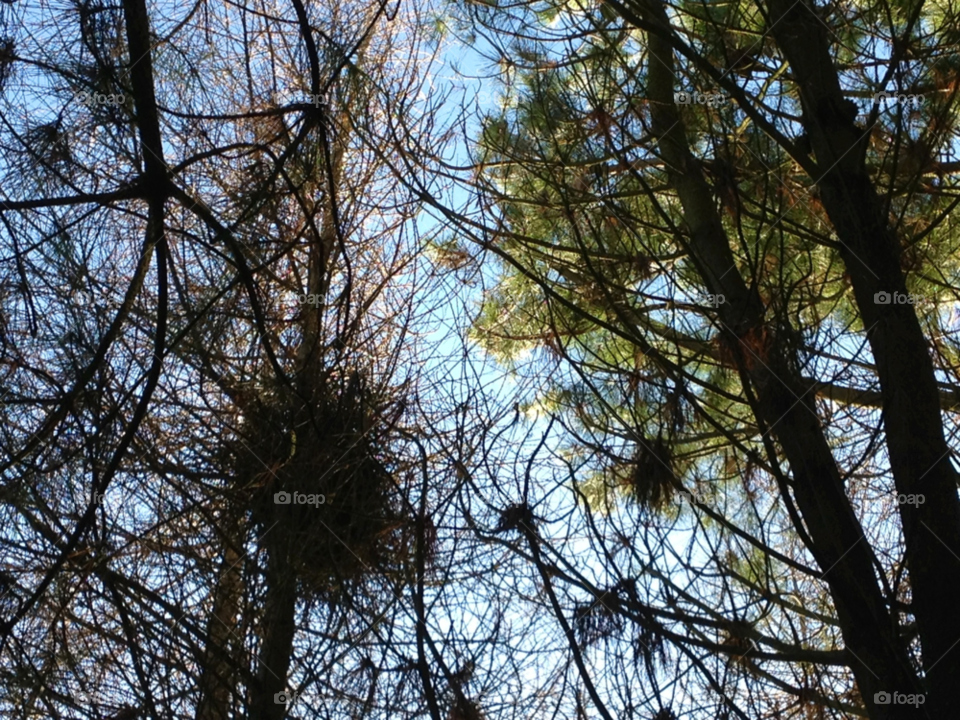 Tree, Branch, No Person, Wood, Nature