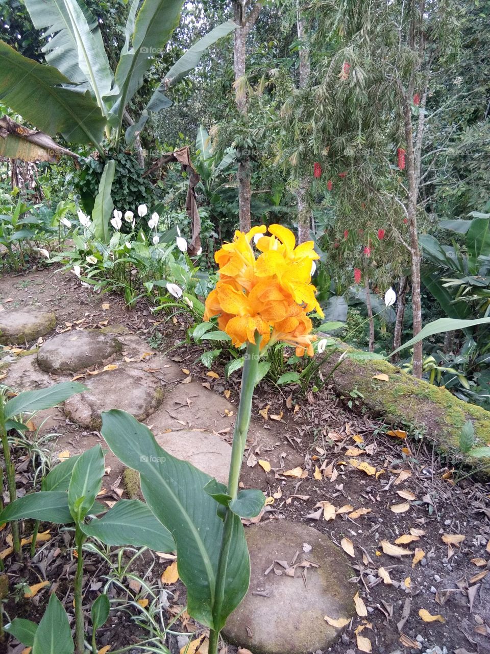 Yellow flower