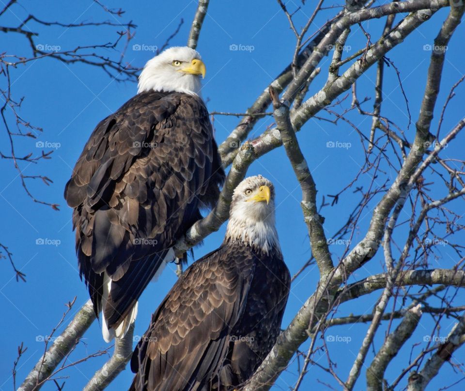 Bald eagle pair