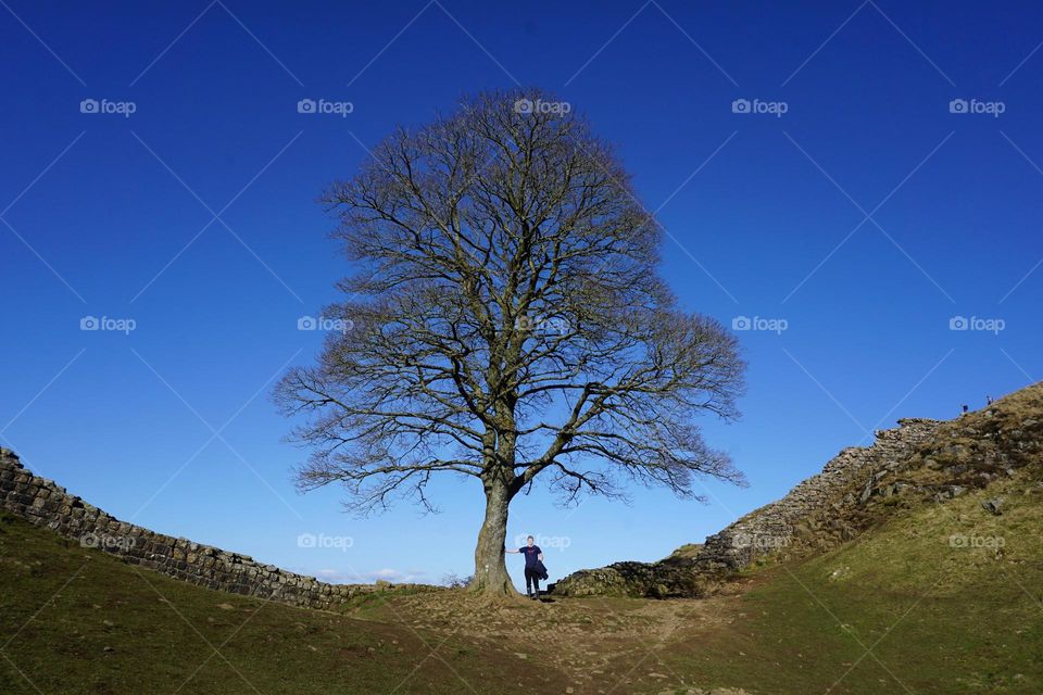 R.I.P Sycamore Gap Tree Northumberland (Robin Hood) sadly this beautiful tree has been felled … not by storm Agnes but possibly vandals … so sad 😭