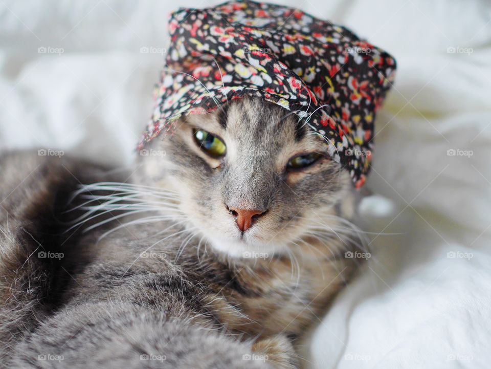 Cat with a hat