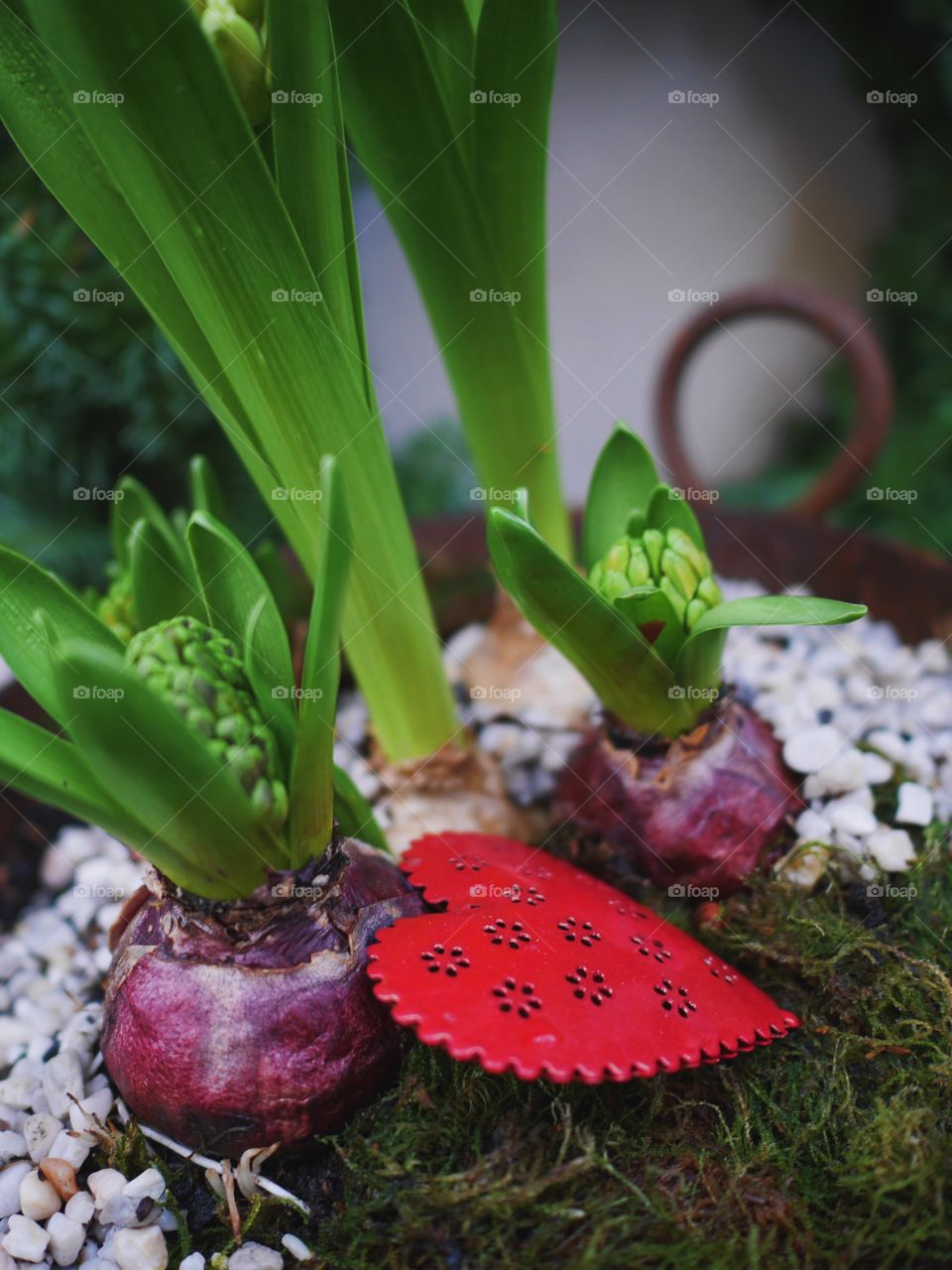 Plants in a group as Christmas ornament