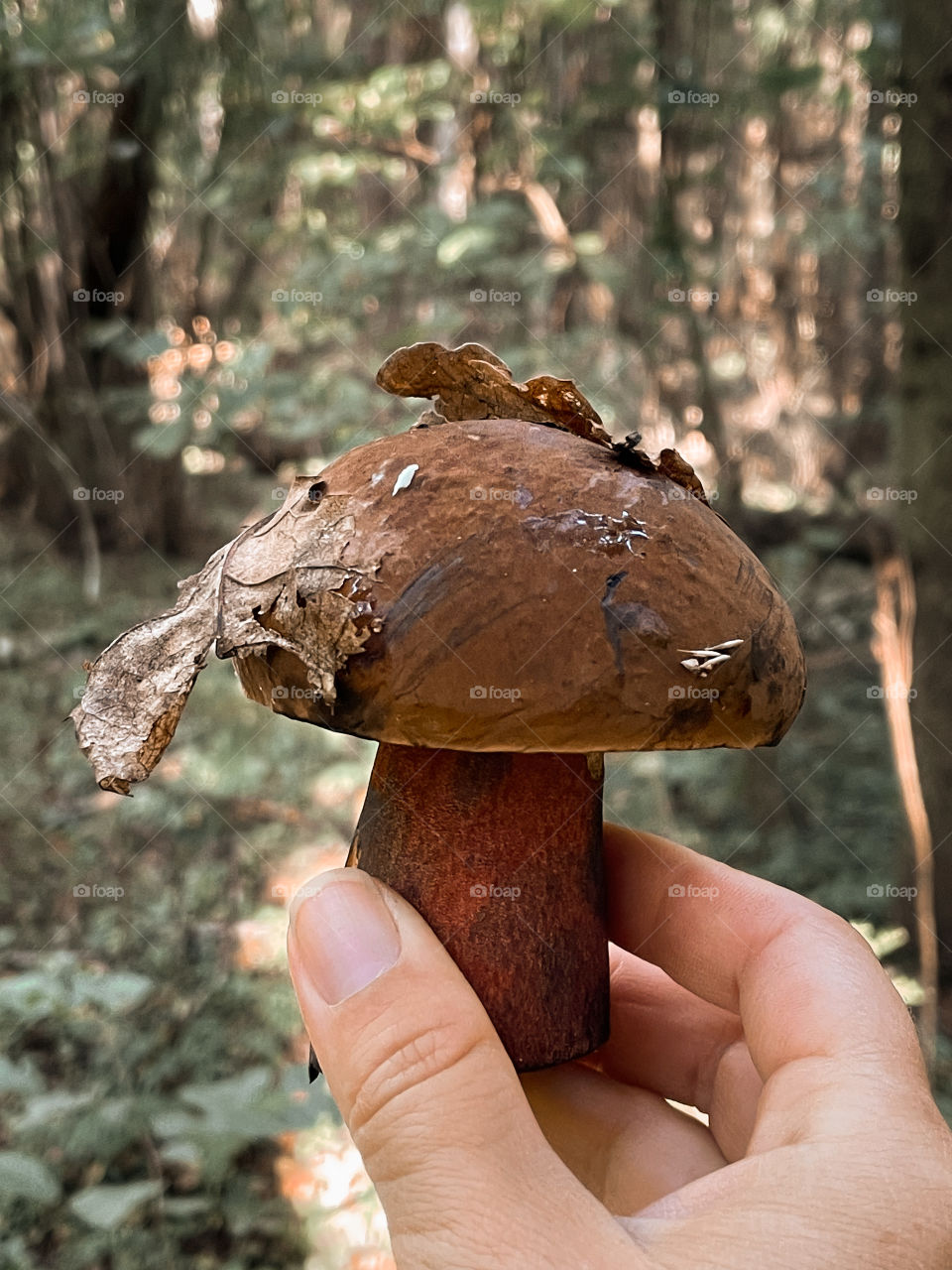 Mushrooms in autumn forest in sunny day