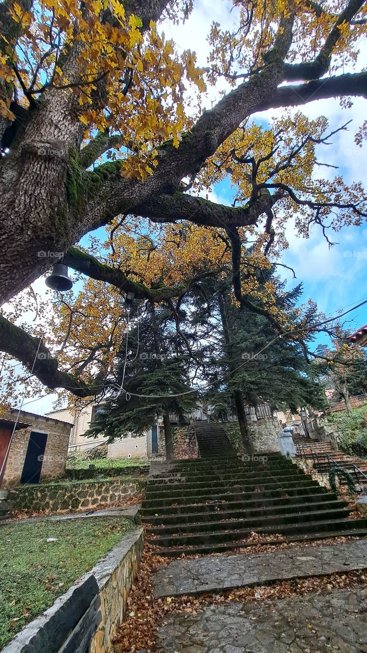Greece Trikala Korintheas tree's plane trees