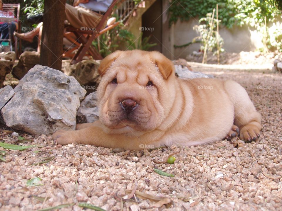 Sharpei puppy