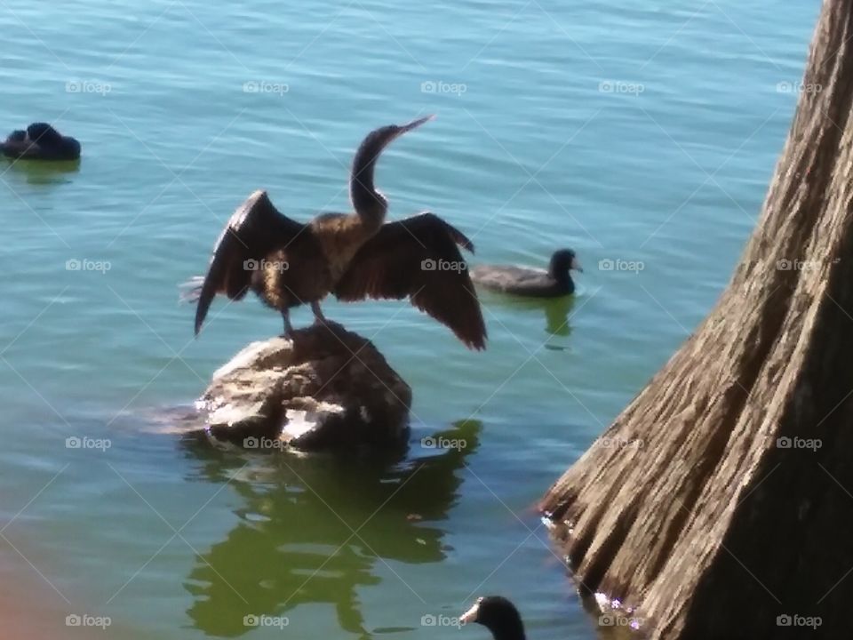 crazy looking bird at the lake