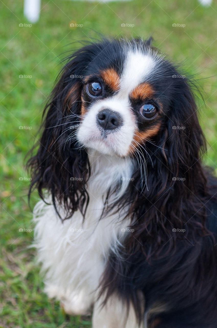 Cavalier king charles spaniel