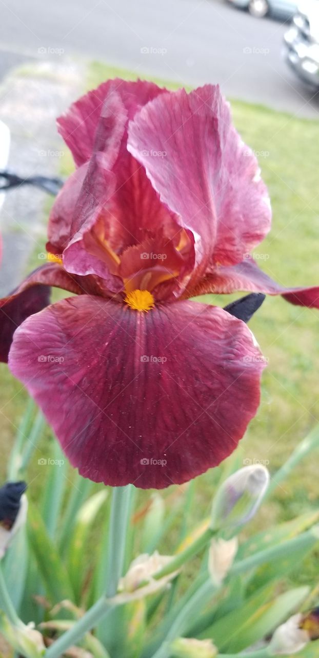 purple iris