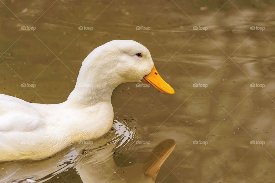 One white duck