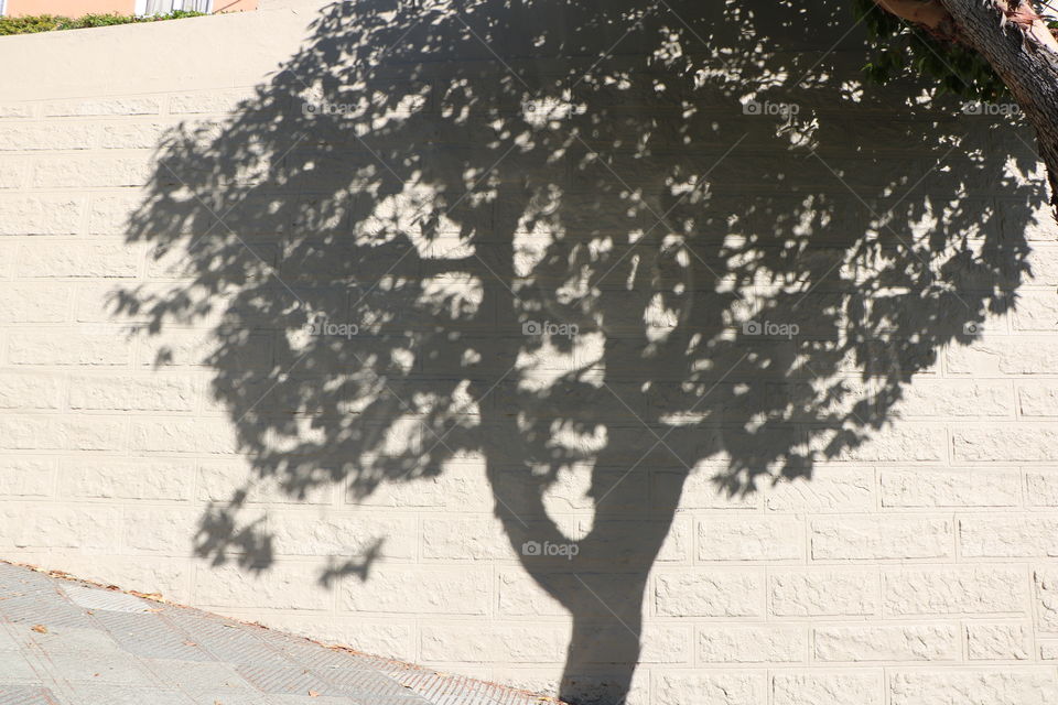 Tree, silhouette 