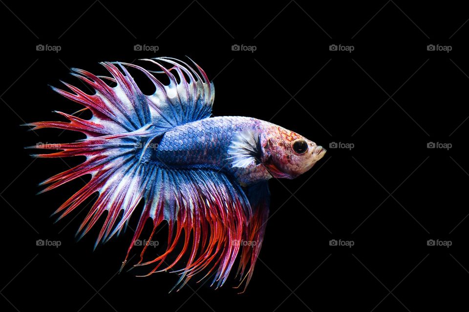 Siamese Fighting Fish 