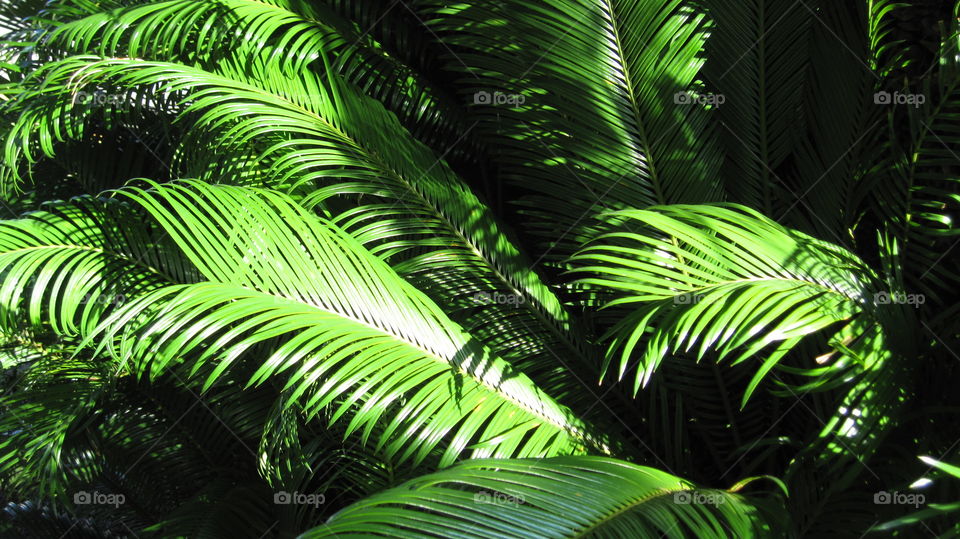 jungle plants