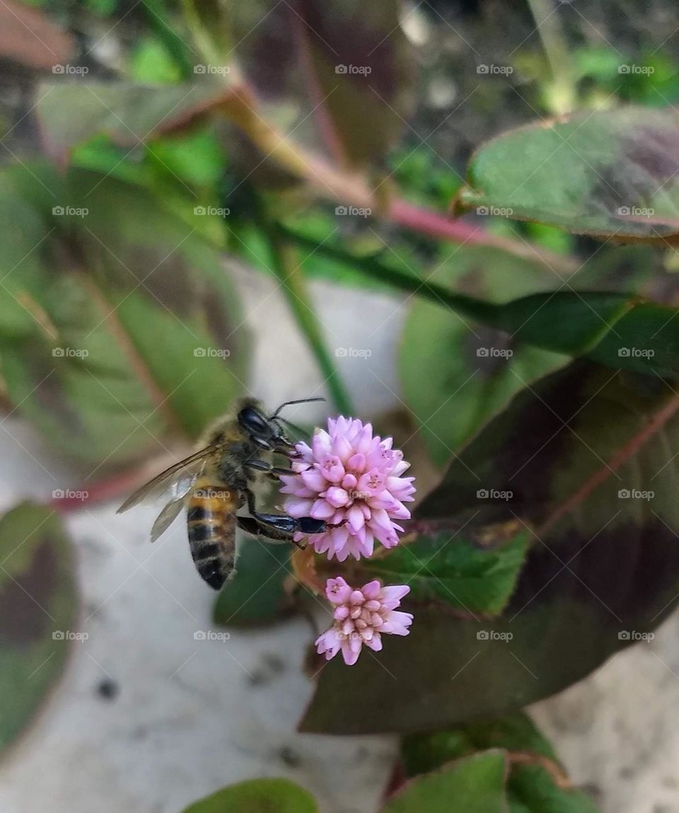 pink little flower and bee🌸🐝