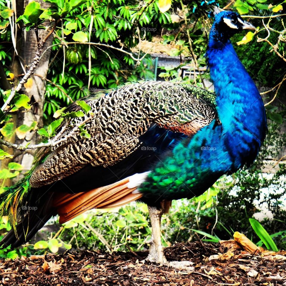 Peahen