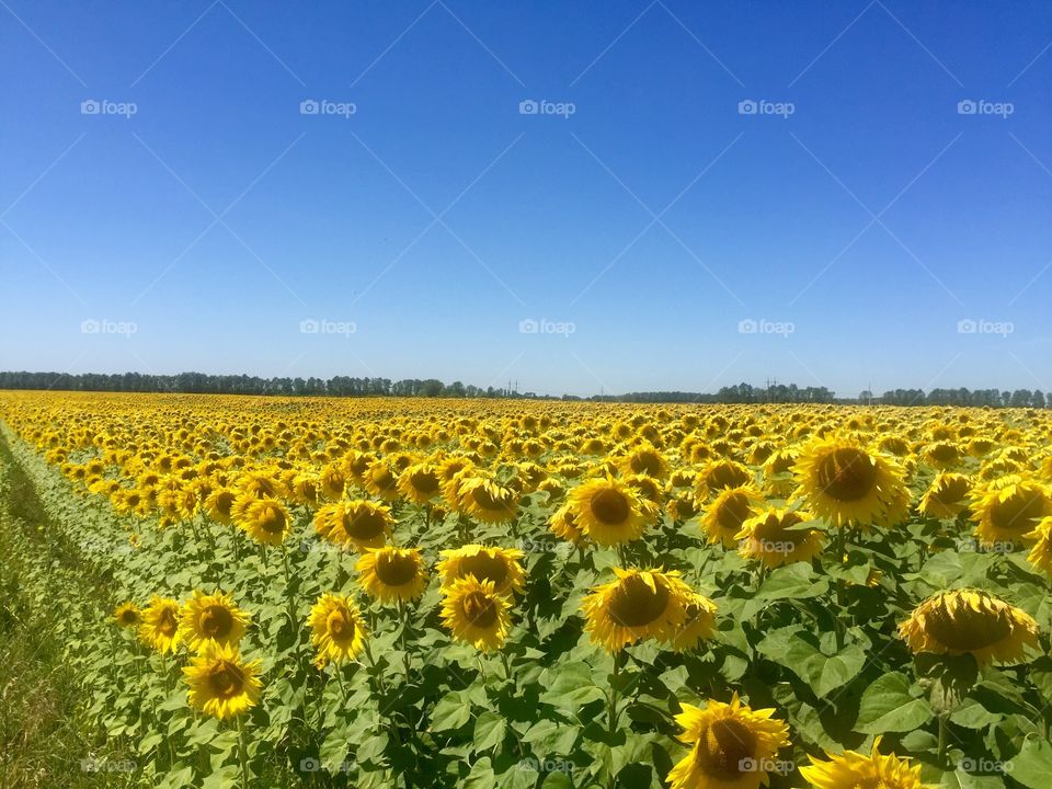 Sunflowers field