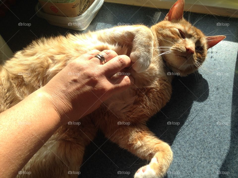 Cat enjoying belly rubs
