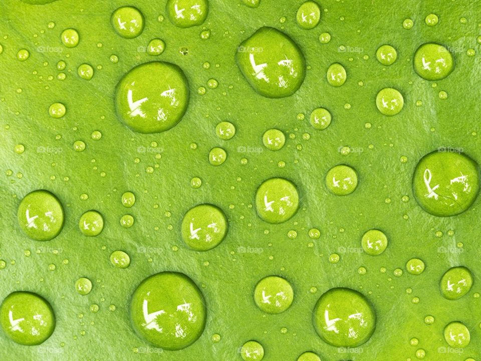 Soothing Picture Of A Wet Leaf