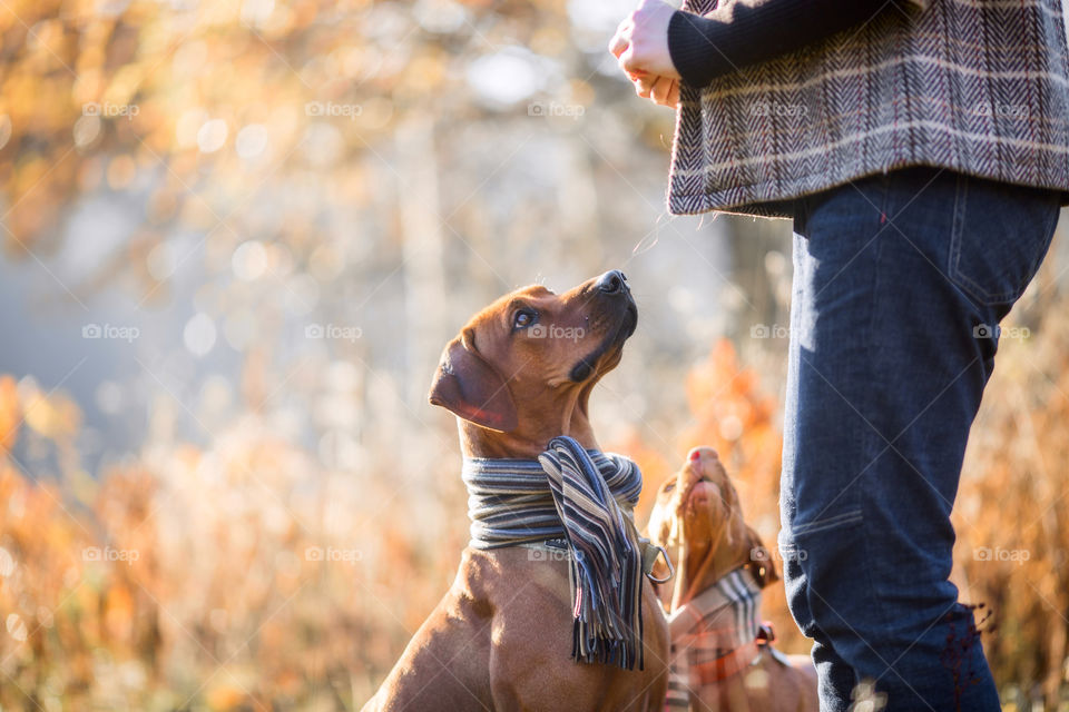 Rhodesian Ridgeback and Hungarian Vizsla in wear at autumn park