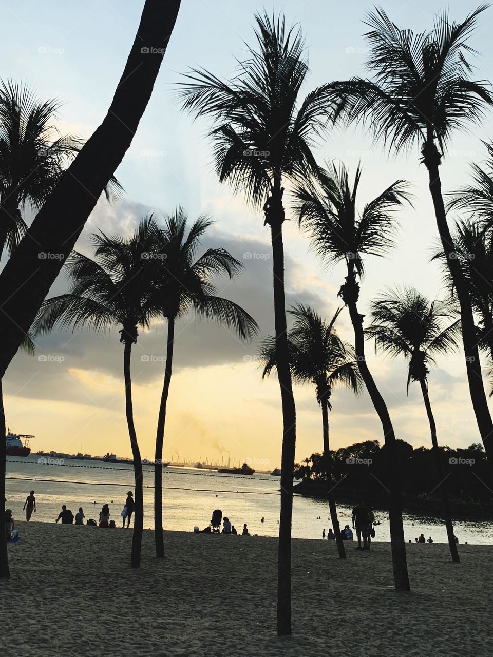 Palm tree by the beach in the sunset 