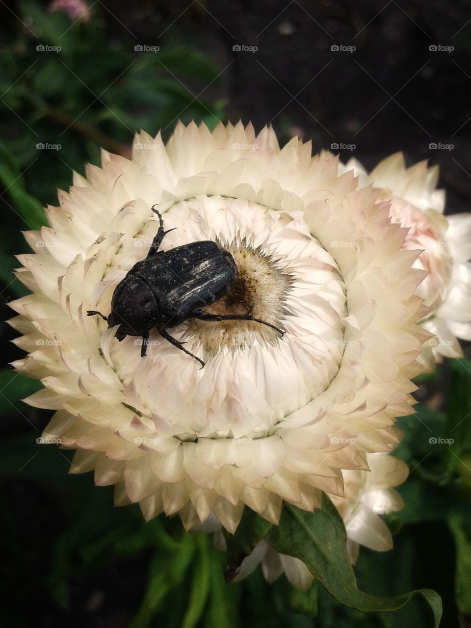 A large beetle on a white flower.