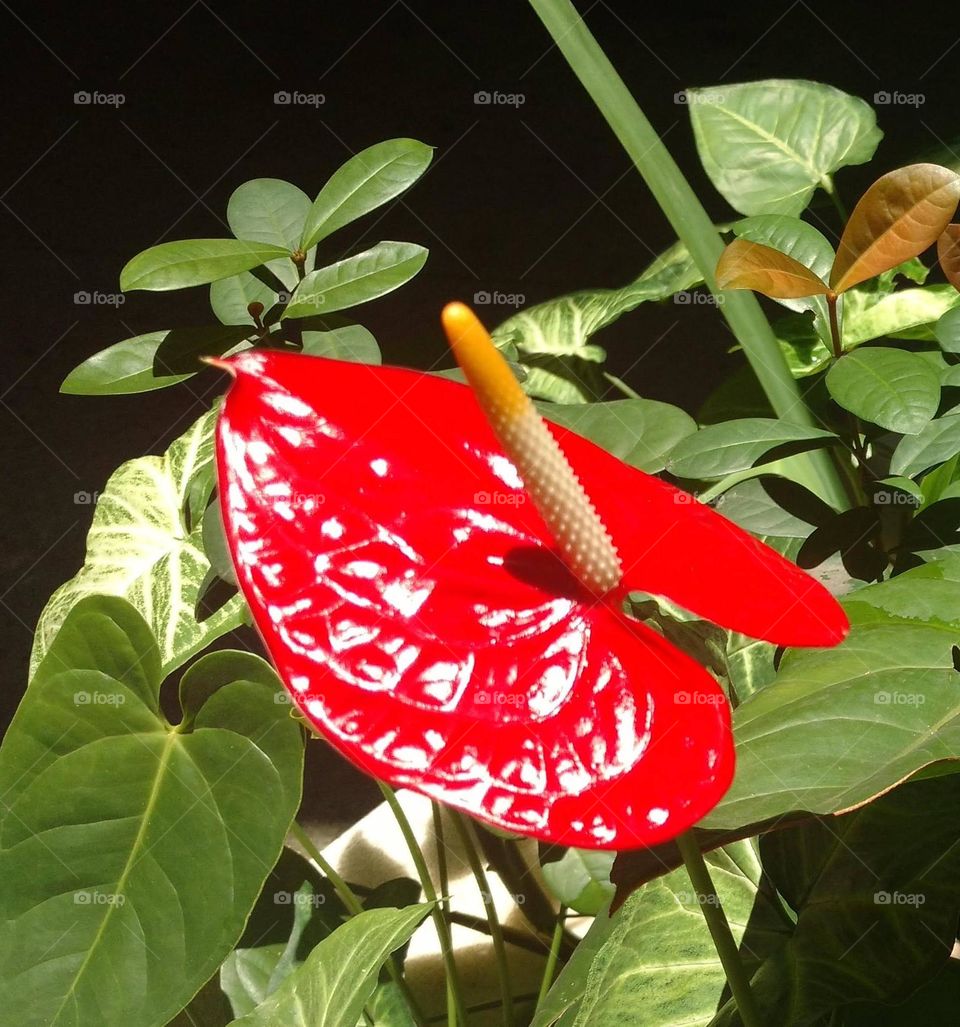 red anthurius