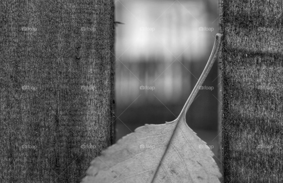 Wood, Texture, Desktop, Abstract, Fall