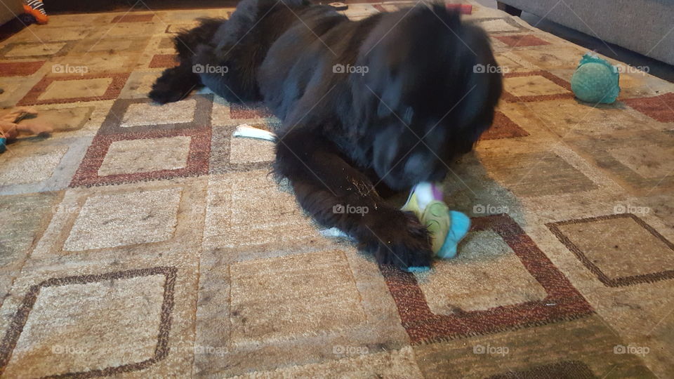 People, One, Mammal, No Person, Recreation