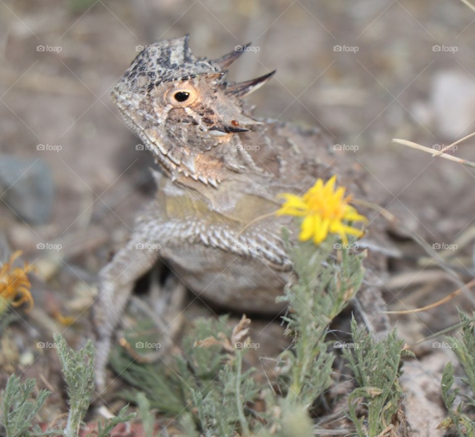 Horned Toad