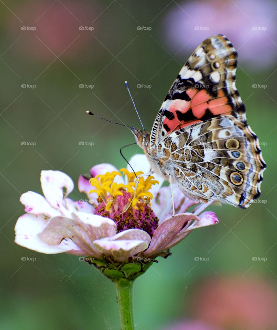 Butterfly Pink La